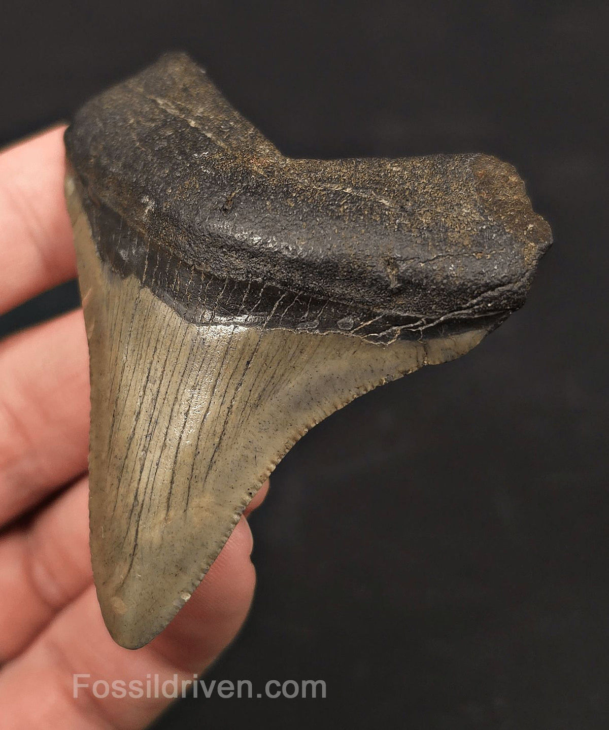 Authentic, 2.86" Fossil Megalodon Tooth - Meg Ledge, North Carolina - Fossil Driven
