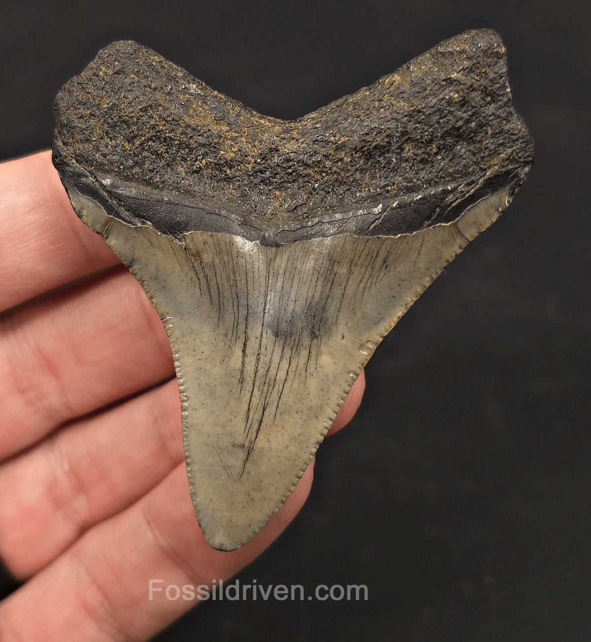 Authentic, 2.86" Fossil Megalodon Tooth - Meg Ledge, North Carolina - Fossil Driven