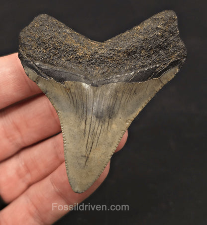 Authentic, 2.86" Fossil Megalodon Tooth - Meg Ledge, North Carolina - Fossil Driven