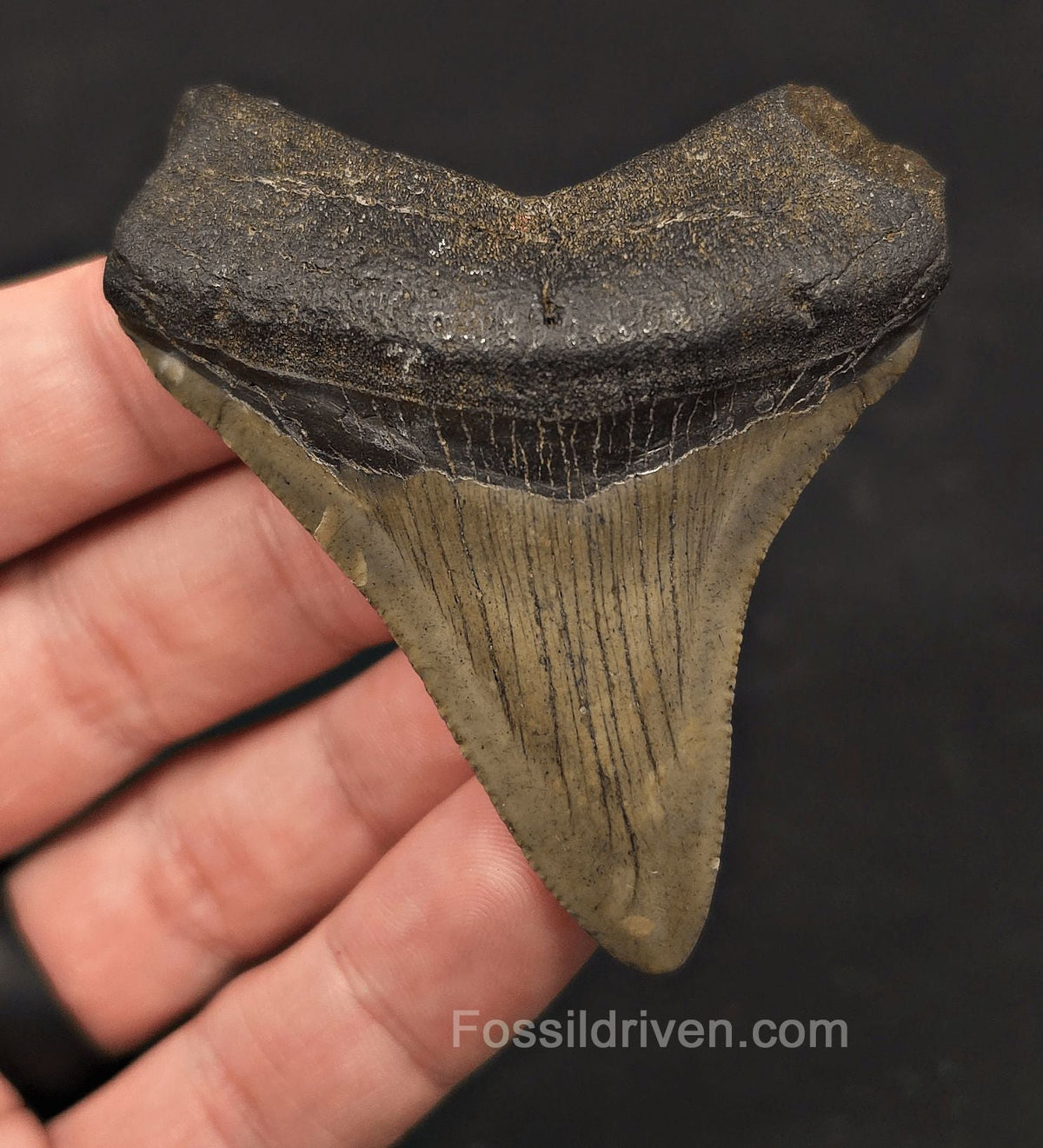 Authentic, 2.86" Fossil Megalodon Tooth - Meg Ledge, North Carolina - Fossil Driven