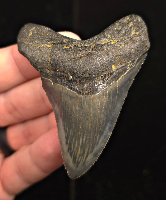 Authentic, 2.87" Fossil Megalodon Tooth - Charleston, South Carolina - Fossil Driven