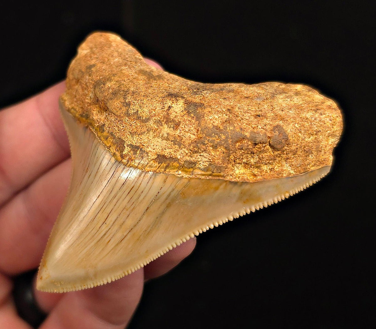 Authentic, 2.89" Fossil Megalodon Tooth - Java, Indonesia - Fossil Driven