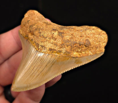 Authentic, 2.89" Fossil Megalodon Tooth - Java, Indonesia - Fossil Driven