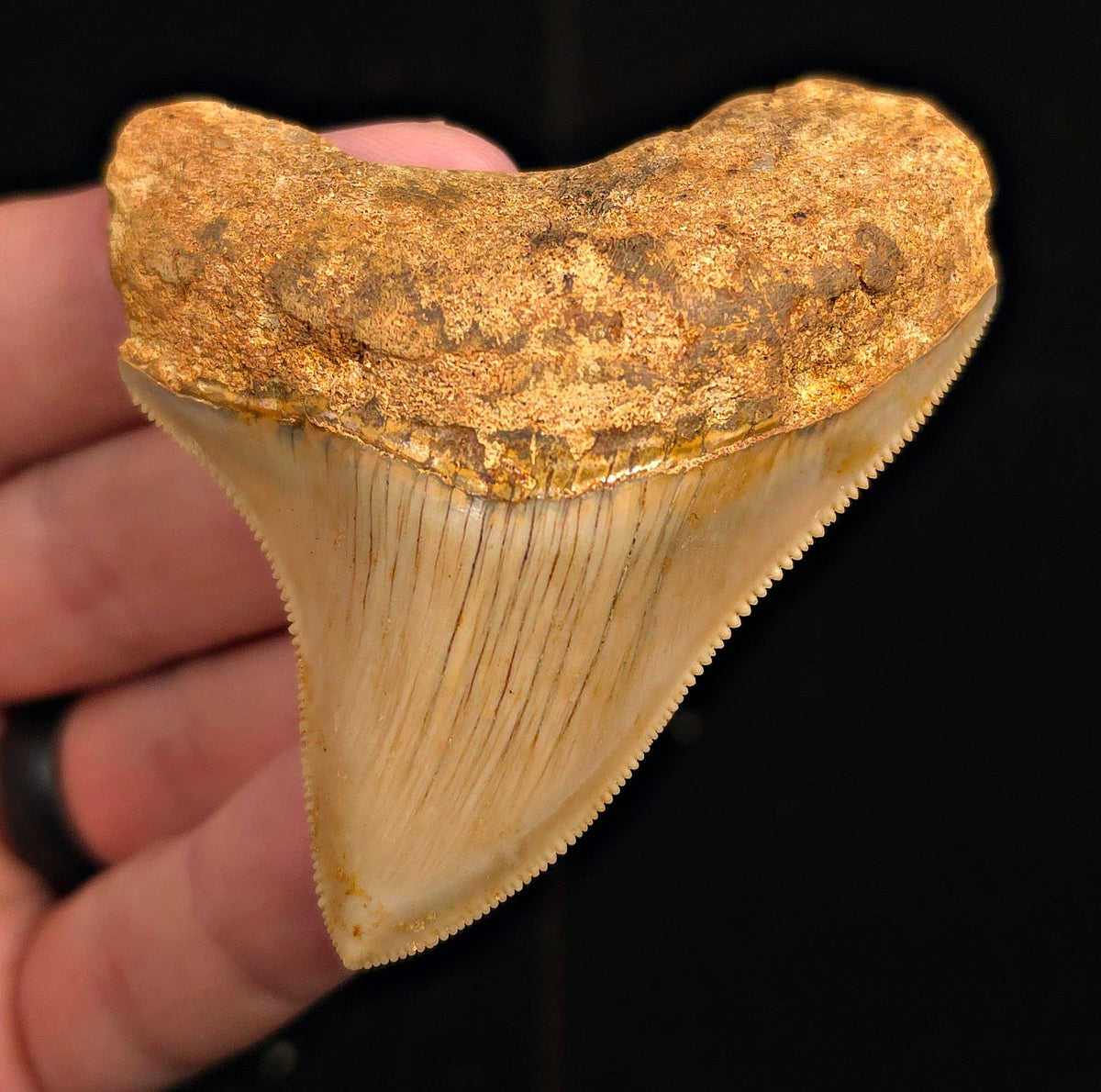 Authentic, 2.89" Fossil Megalodon Tooth - Java, Indonesia - Fossil Driven