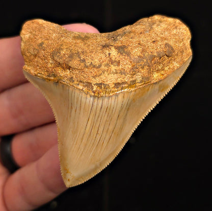 Authentic, 2.89" Fossil Megalodon Tooth - Java, Indonesia - Fossil Driven