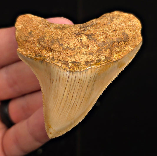 Authentic, 2.89" Fossil Megalodon Tooth - Java, Indonesia - Fossil Driven