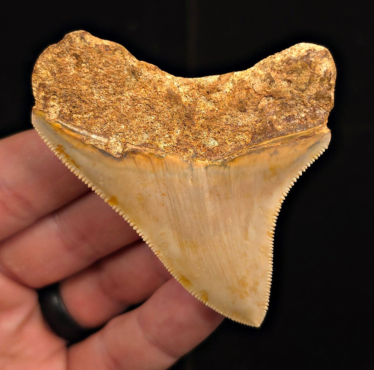 Authentic, 2.89" Fossil Megalodon Tooth - Java, Indonesia - Fossil Driven