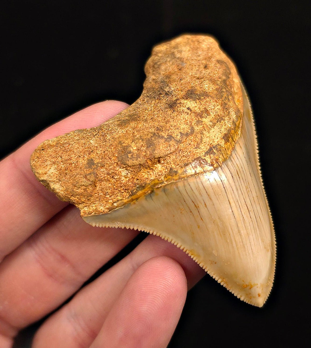 Authentic, 2.89" Fossil Megalodon Tooth - Java, Indonesia - Fossil Driven
