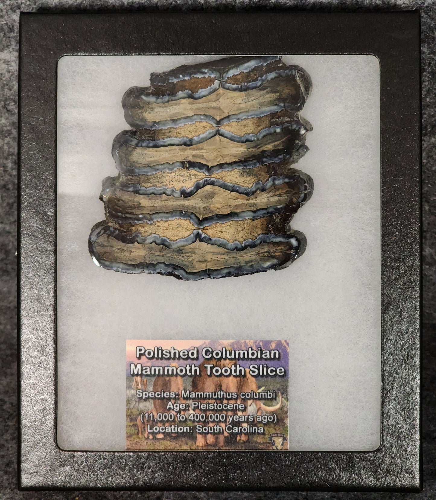 Authentic, 2.89" Polished Mammoth Tooth Slice - South Carolina - Fossil Driven