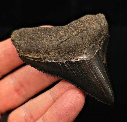 Authentic, 2.90" Fossil Megalodon Tooth - Georgia - Fossil Driven