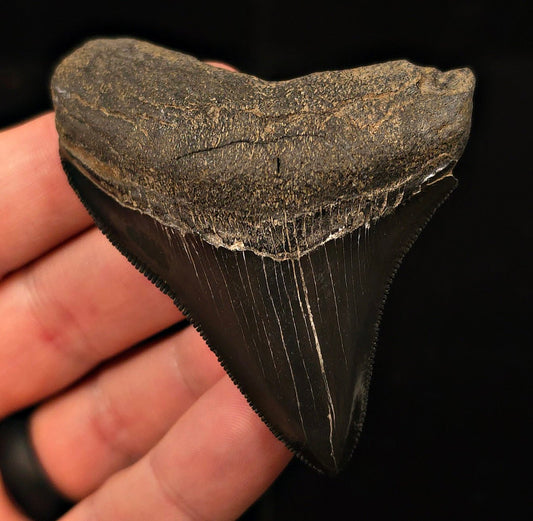 Authentic, 2.90" Fossil Megalodon Tooth - Georgia - Fossil Driven