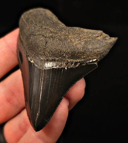 Authentic, 2.90" Fossil Megalodon Tooth - Georgia - Fossil Driven