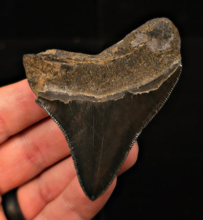 Authentic, 2.90" Fossil Megalodon Tooth - Georgia - Fossil Driven
