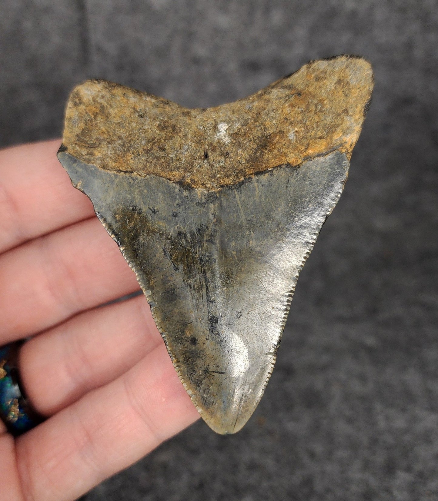 Authentic, 2.91" Fossil Megalodon Tooth - Meg Ledge - Fossil Driven