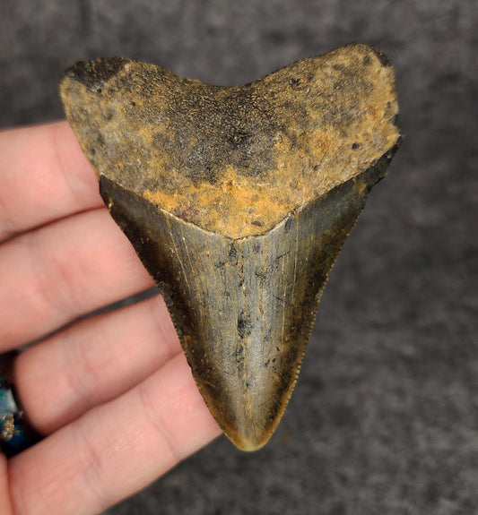 Authentic, 2.91" Fossil Megalodon Tooth - Meg Ledge - Fossil Driven
