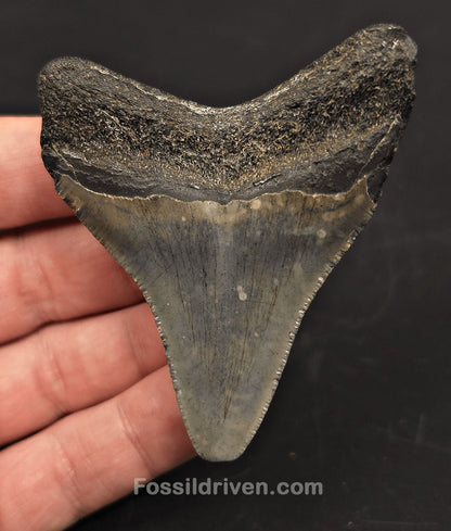 Authentic, 2.94" Fossil Megalodon Tooth - Meg Ledge, North Carolina - Fossil Driven