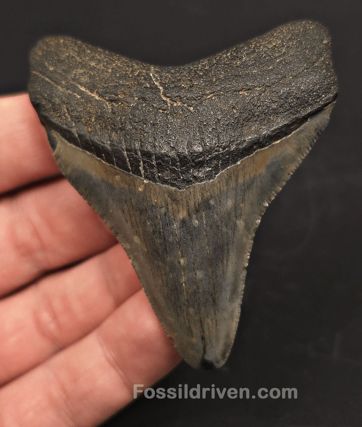 Authentic, 2.94" Fossil Megalodon Tooth - Meg Ledge, North Carolina - Fossil Driven