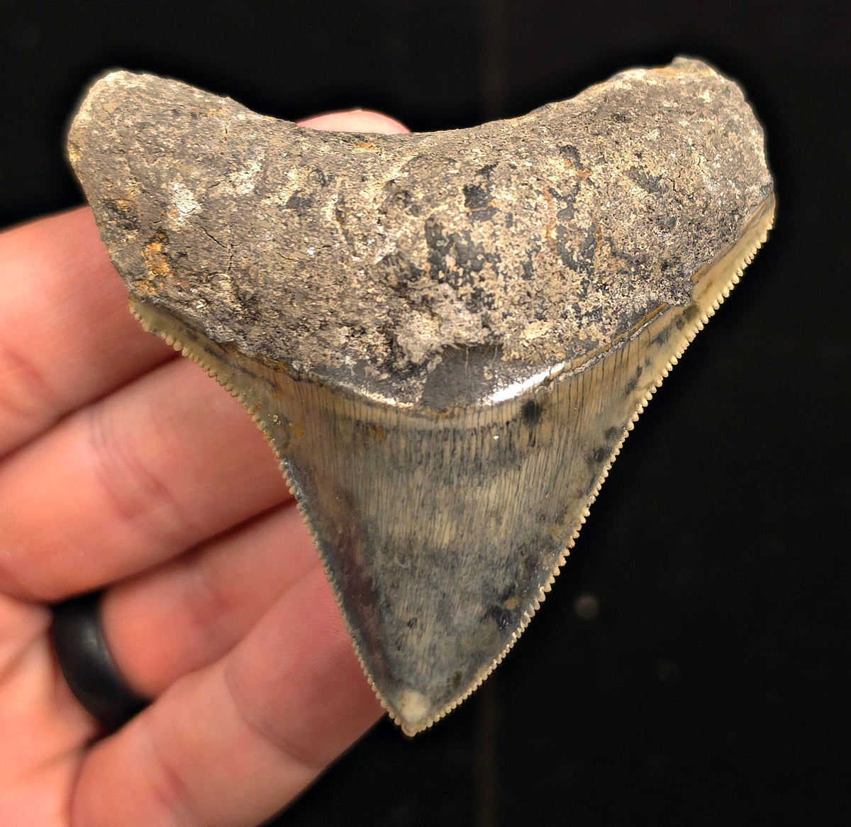 Authentic, 2.99" Fossil Megalodon Tooth - Java, Indonesia - Fossil Driven