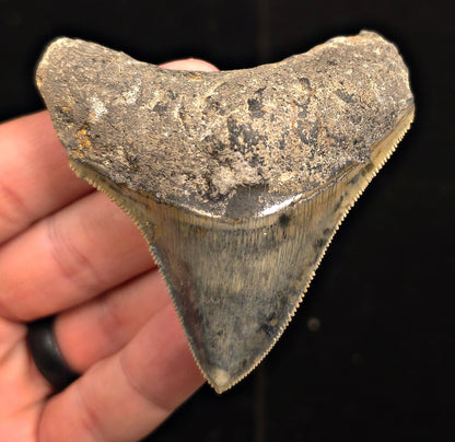 Authentic, 2.99" Fossil Megalodon Tooth - Java, Indonesia - Fossil Driven