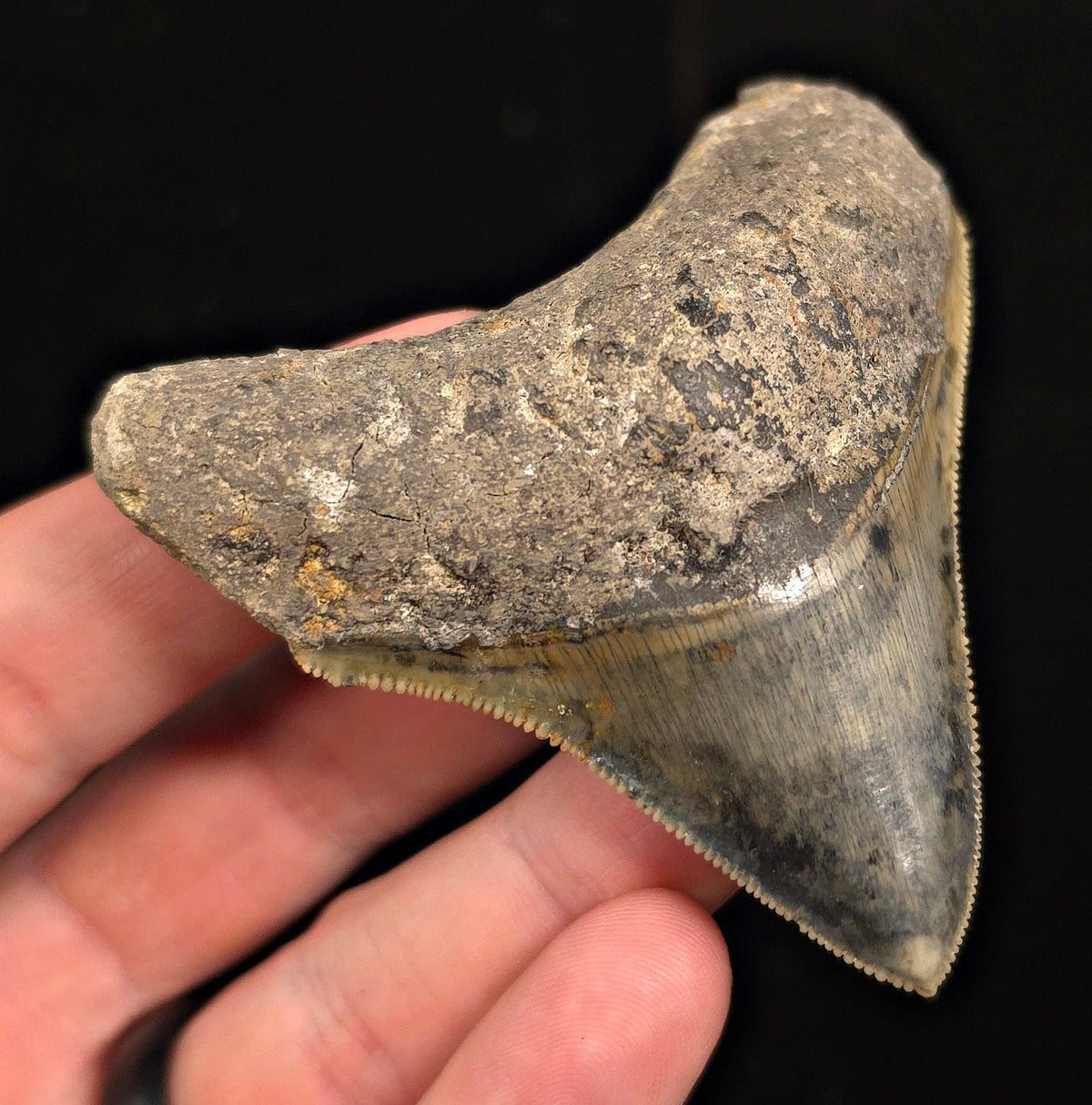 Authentic, 2.99" Fossil Megalodon Tooth - Java, Indonesia - Fossil Driven
