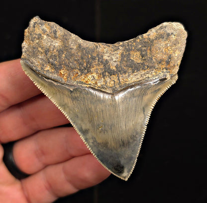 Authentic, 2.99" Fossil Megalodon Tooth - Java, Indonesia - Fossil Driven