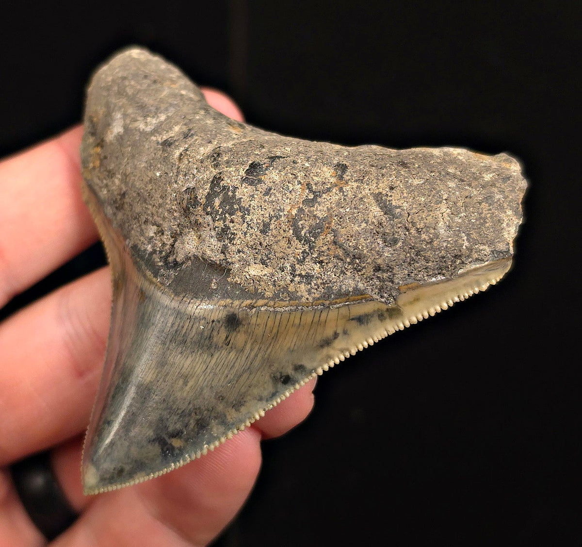 Authentic, 2.99" Fossil Megalodon Tooth - Java, Indonesia - Fossil Driven