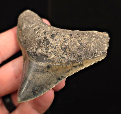 Authentic, 2.99" Fossil Megalodon Tooth - Java, Indonesia - Fossil Driven