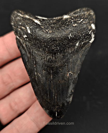 Authentic, 2.99" Fossil Megalodon Tooth - Venice, Florida - Fossil Driven