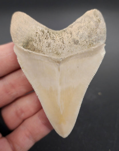 Authentic, 3.03" Fossil Megalodon Tooth - Bone Valley, Florida - Fossil Driven