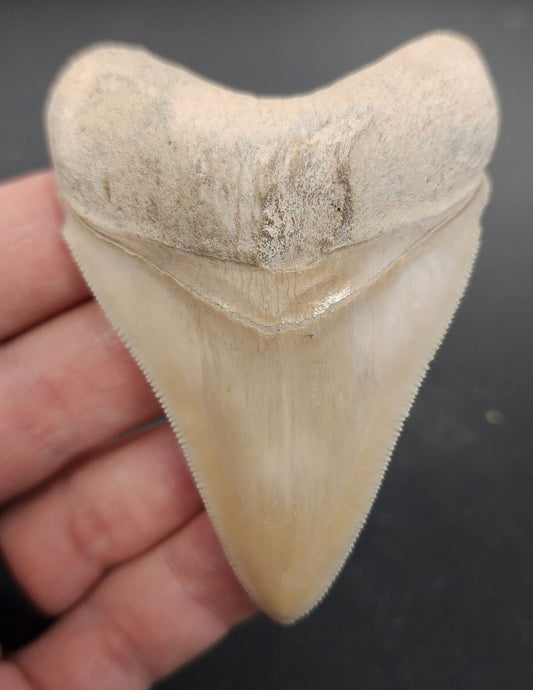 Authentic, 3.03" Fossil Megalodon Tooth - Bone Valley, Florida - Fossil Driven