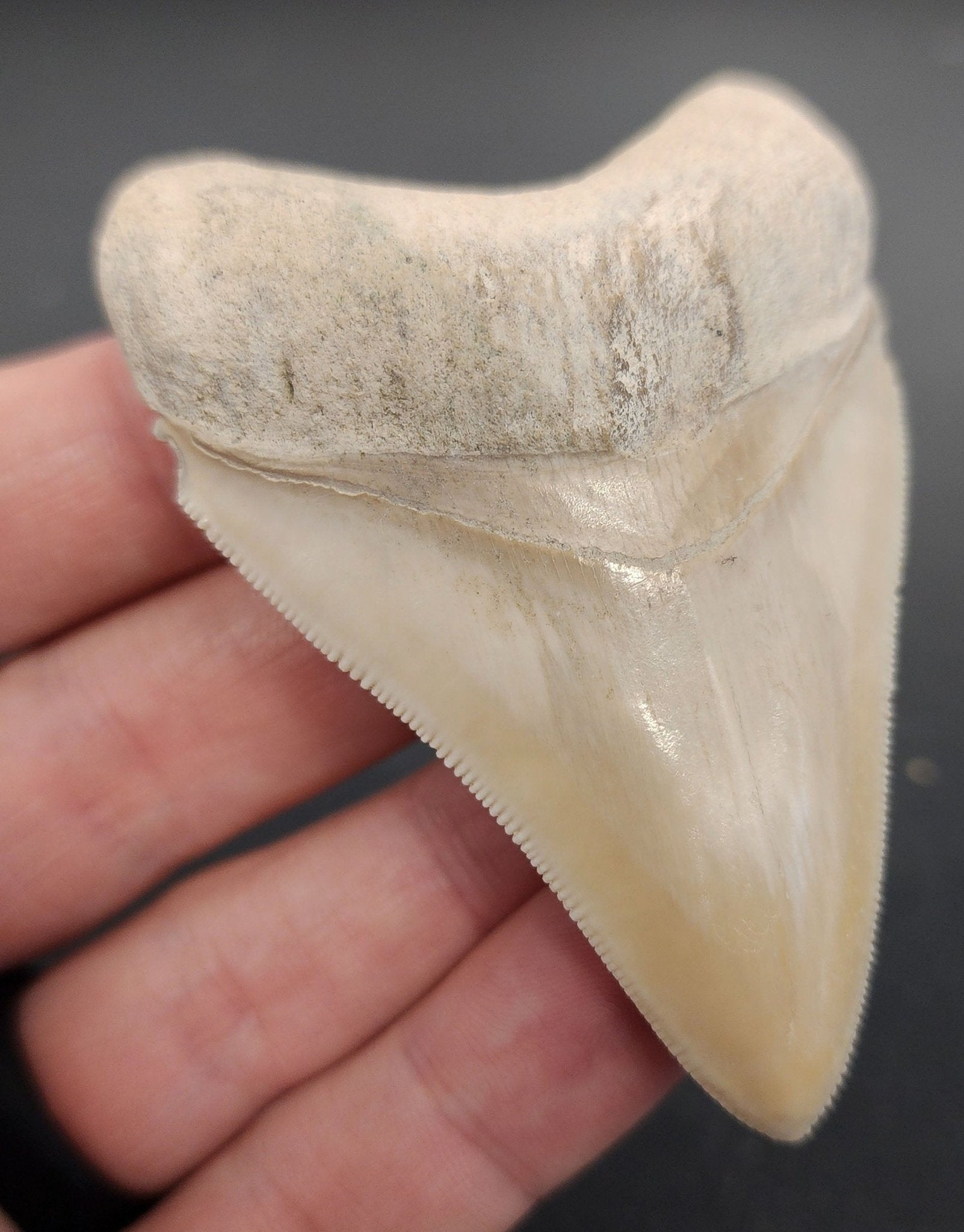 Authentic, 3.03" Fossil Megalodon Tooth - Bone Valley, Florida - Fossil Driven