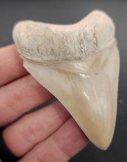 Authentic, 3.03" Fossil Megalodon Tooth - Bone Valley, Florida - Fossil Driven