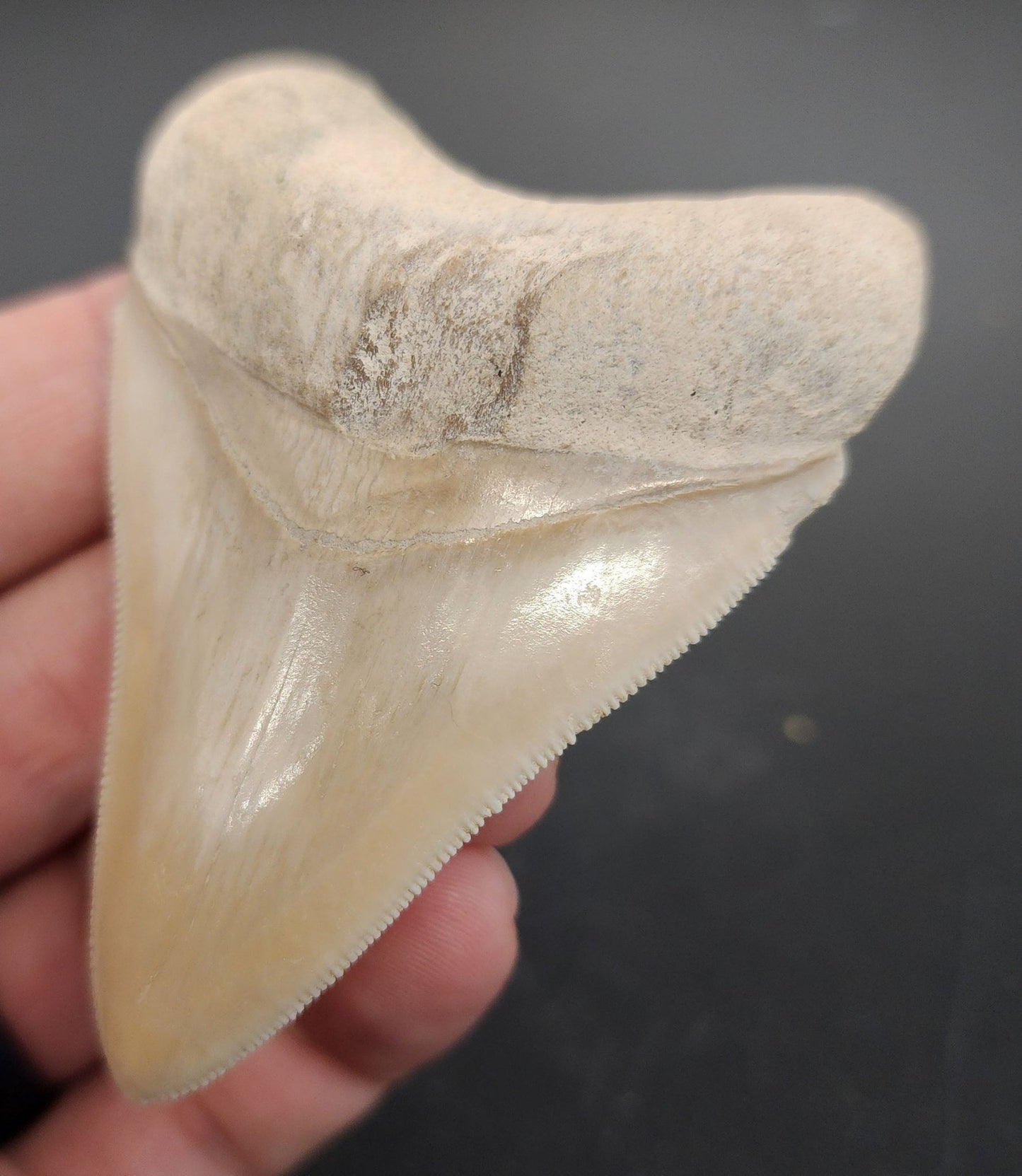Authentic, 3.03" Fossil Megalodon Tooth - Bone Valley, Florida - Fossil Driven