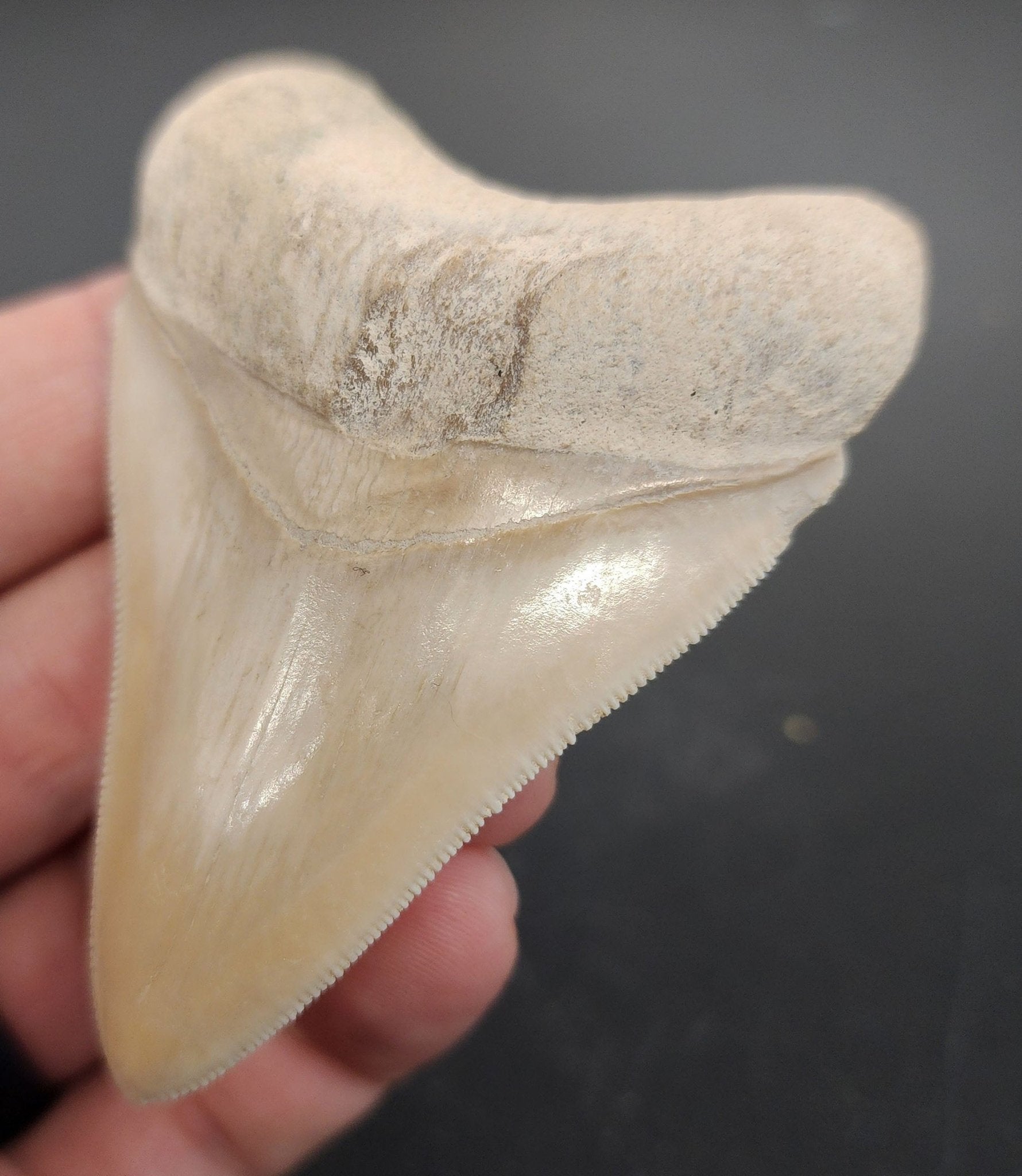 Authentic, 3.03" Fossil Megalodon Tooth - Bone Valley, Florida - Fossil Driven