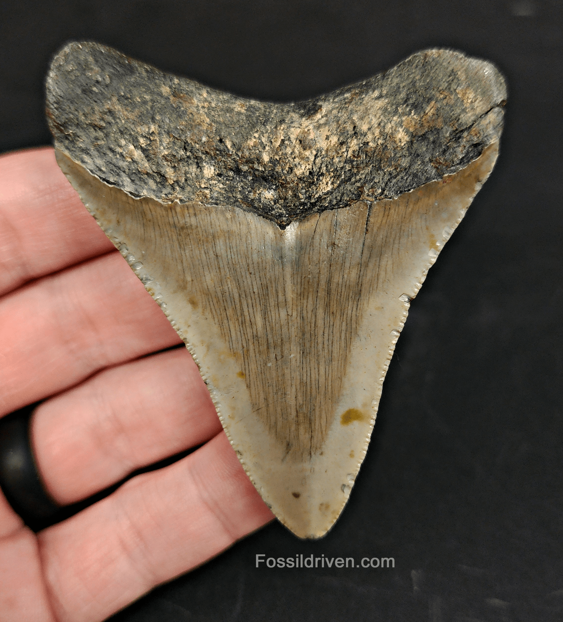 Authentic, 3.03" Fossil Megalodon Tooth - Meg Ledge - Fossil Driven