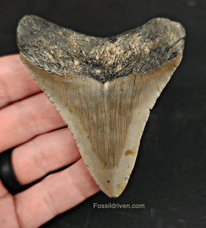 Authentic, 3.03" Fossil Megalodon Tooth - Meg Ledge - Fossil Driven