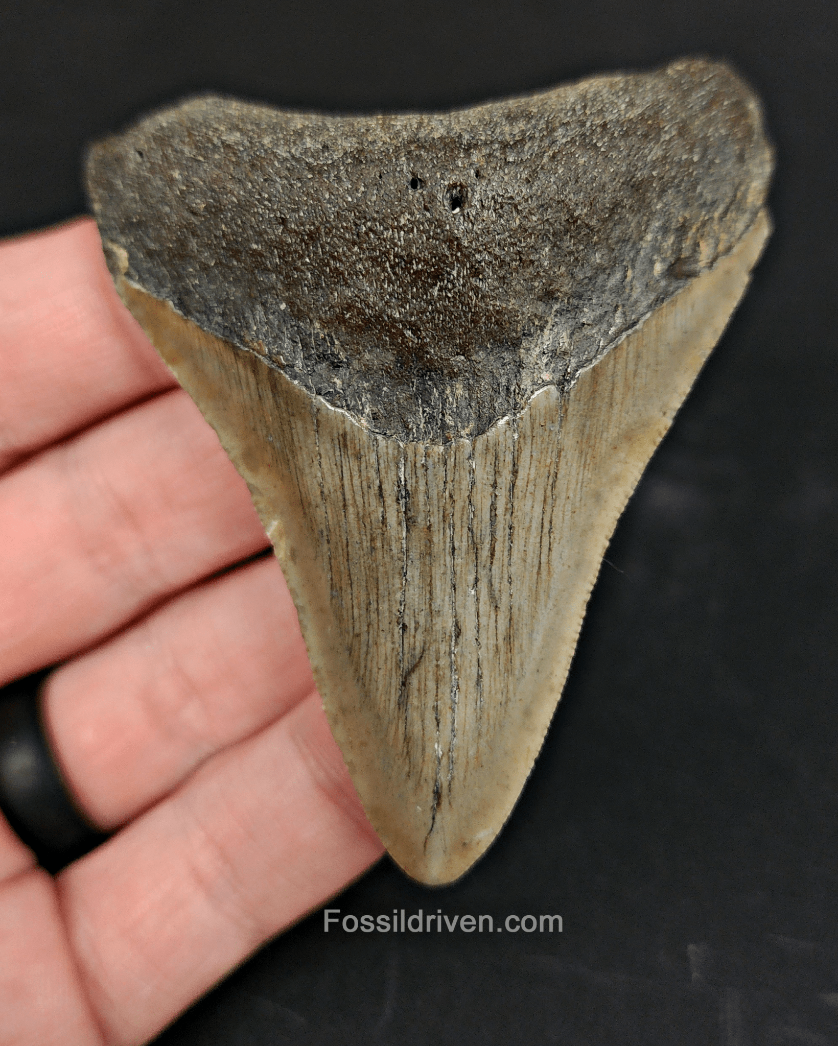 Authentic, 3.03" Fossil Megalodon Tooth - Meg Ledge - Fossil Driven