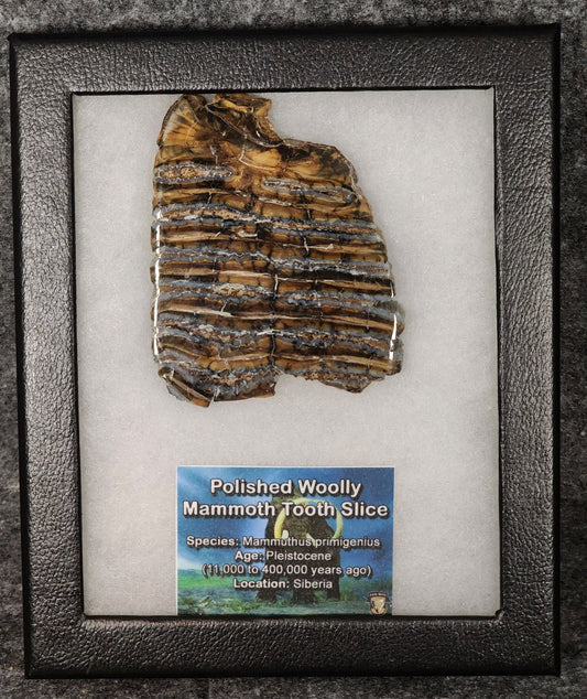 Authentic, 3.05" Polished Mammoth Tooth Slice - Siberia - Fossil Driven