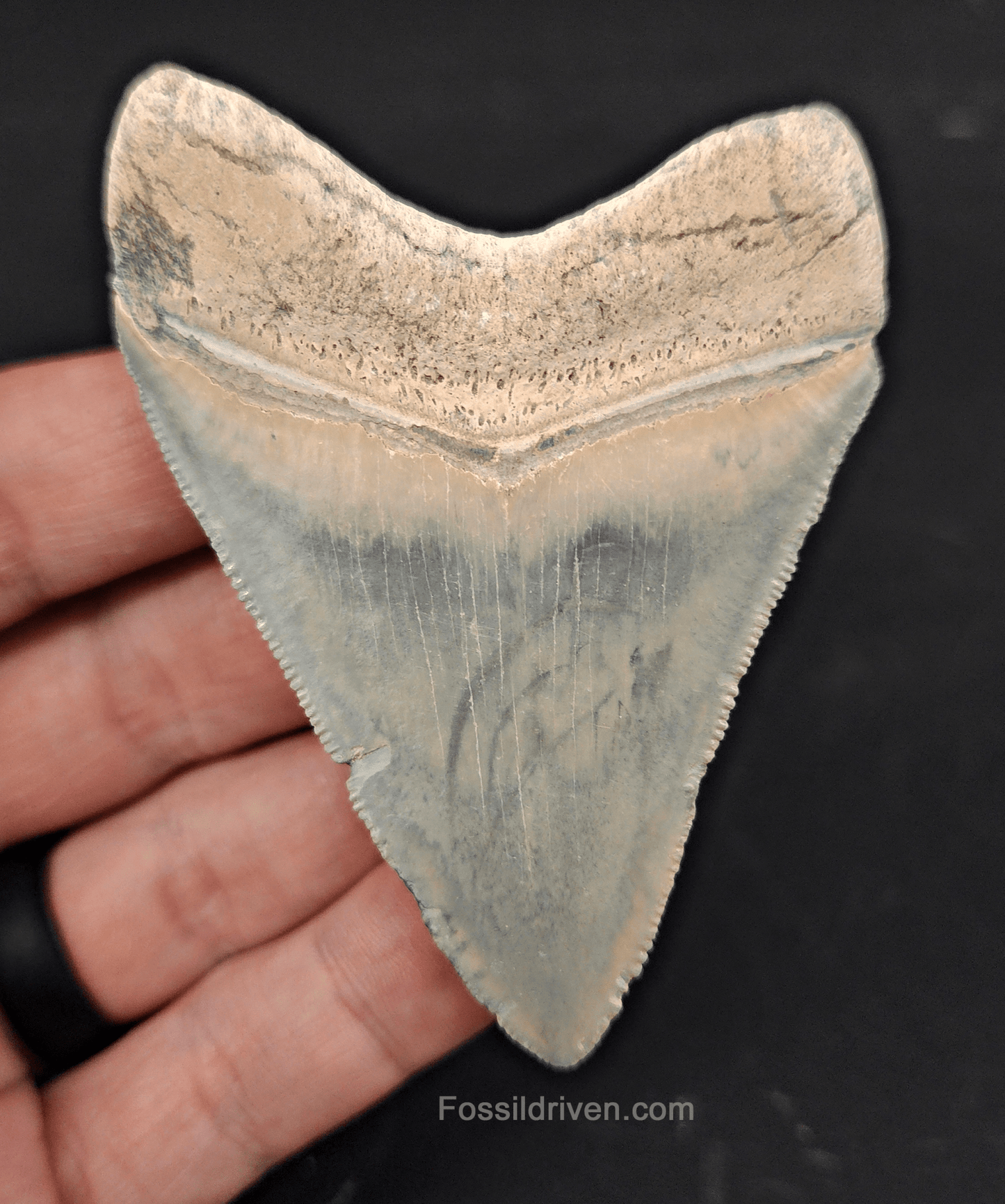 Authentic, 3.11" Fossil Megalodon Tooth - Bone Valley, Florida - Fossil Driven
