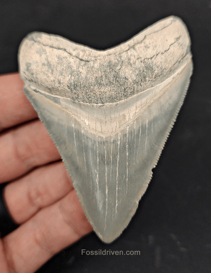 Authentic, 3.11" Fossil Megalodon Tooth - Bone Valley, Florida - Fossil Driven