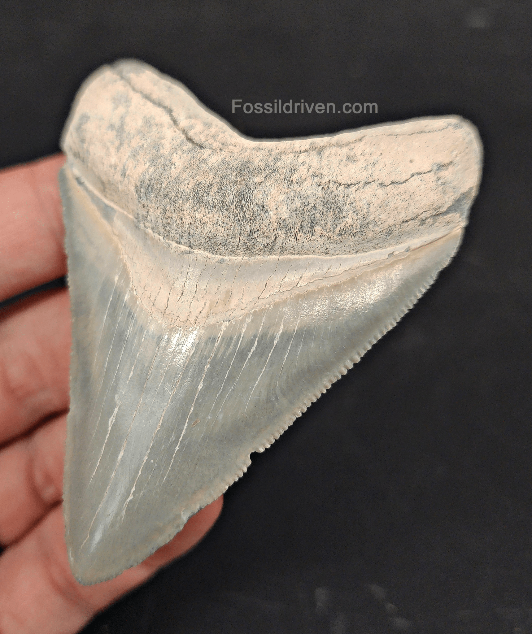 Authentic, 3.11" Fossil Megalodon Tooth - Bone Valley, Florida - Fossil Driven