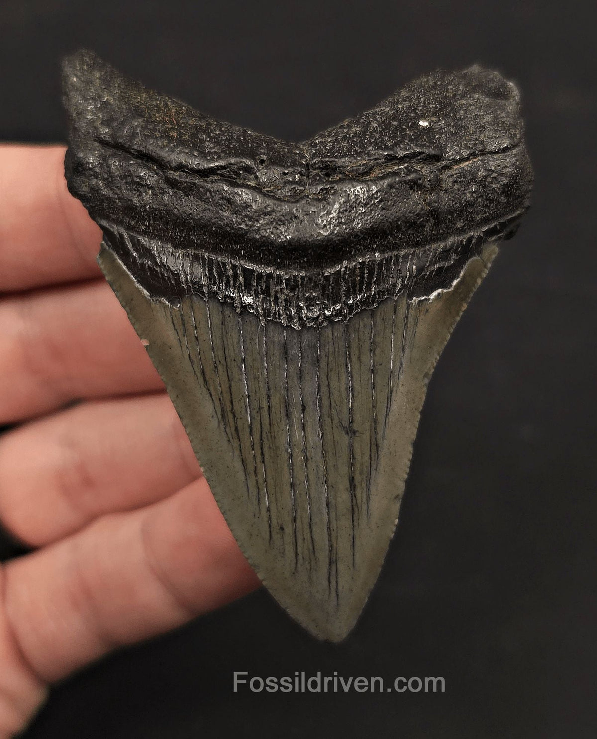 Authentic, 3.11" Fossil Megalodon Tooth - Charleston, South Carolina - Fossil Driven