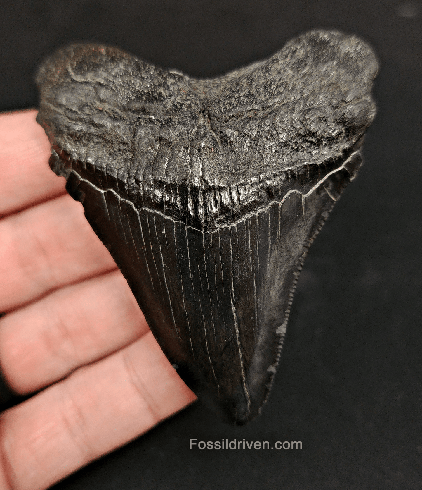 Authentic, 3.11" Fossil Megalodon Tooth - South Carolina - Fossil Driven