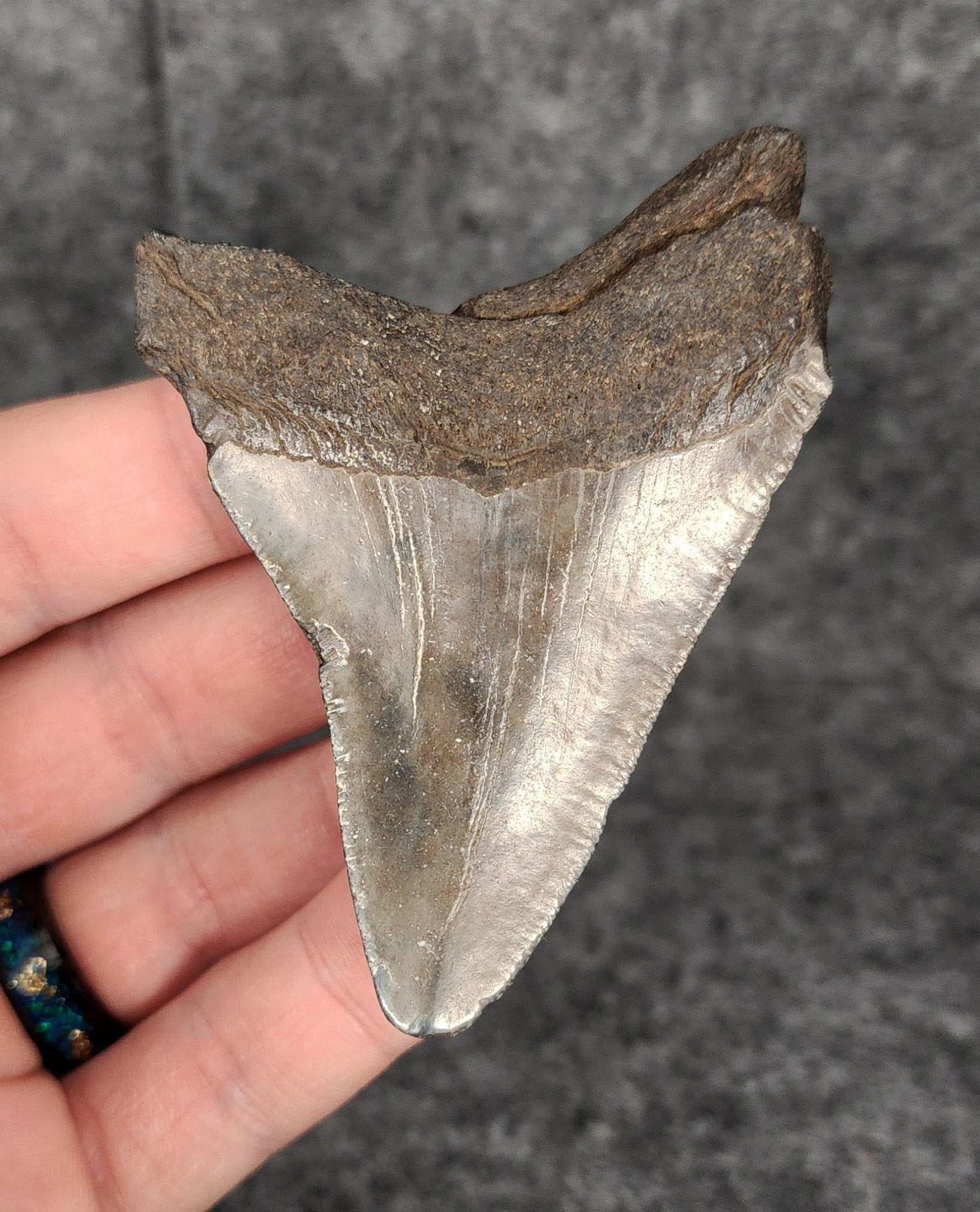 Authentic, 3.12" Fossil Megalodon Tooth - South Carolina - Fossil Driven