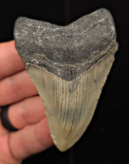 Authentic, 3.14" Fossil Megalodon Tooth - Meg Ledge, North Carolina - Fossil Driven