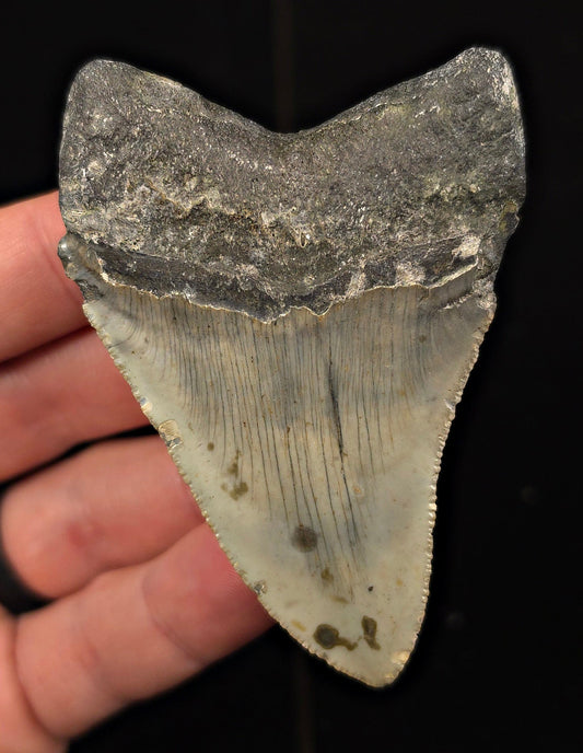 Authentic, 3.14" Fossil Megalodon Tooth - Meg Ledge, North Carolina - Fossil Driven
