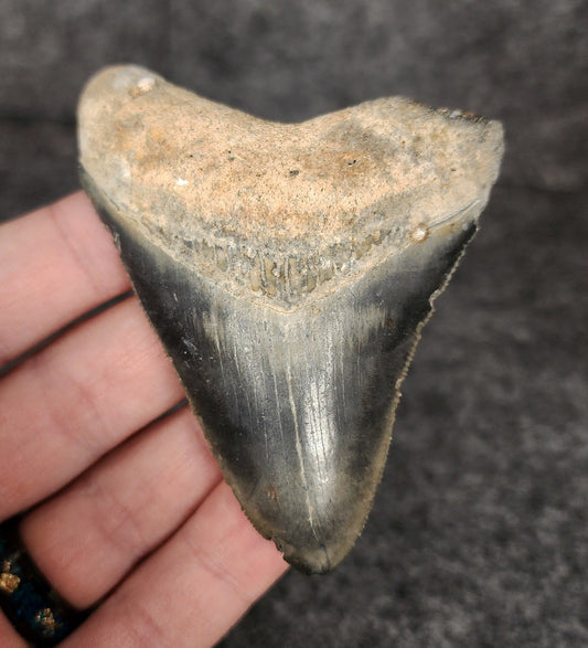 Authentic, 3.17" Fossil Megalodon Tooth - Venice, Florida - Fossil Driven