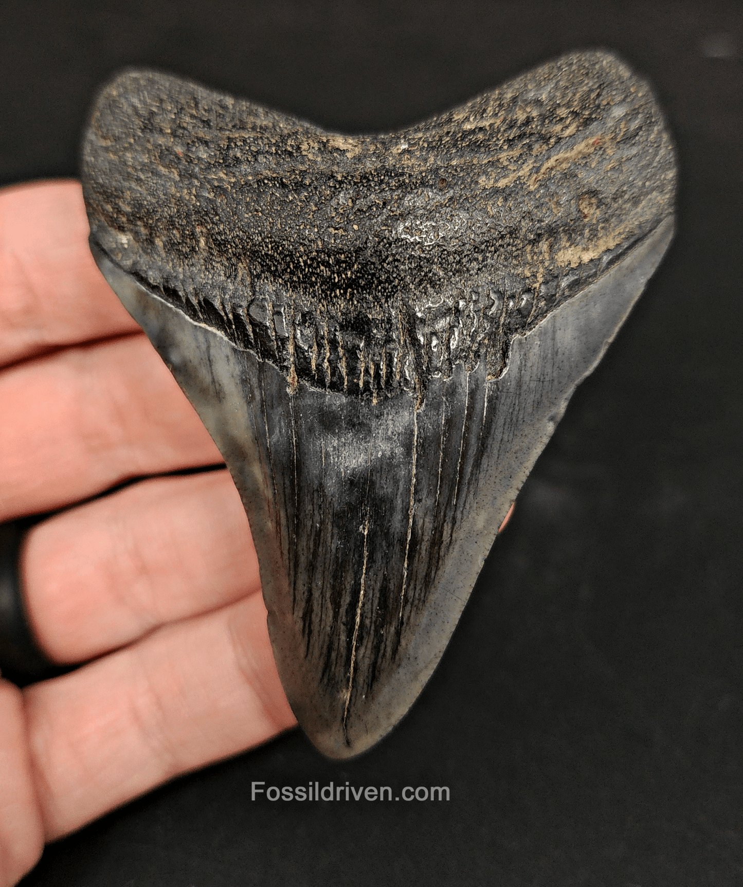 Authentic, 3.22" Fossil Megalodon Tooth - South Carolina - Fossil Driven