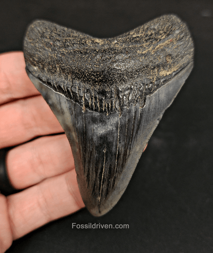 Authentic, 3.22" Fossil Megalodon Tooth - South Carolina - Fossil Driven