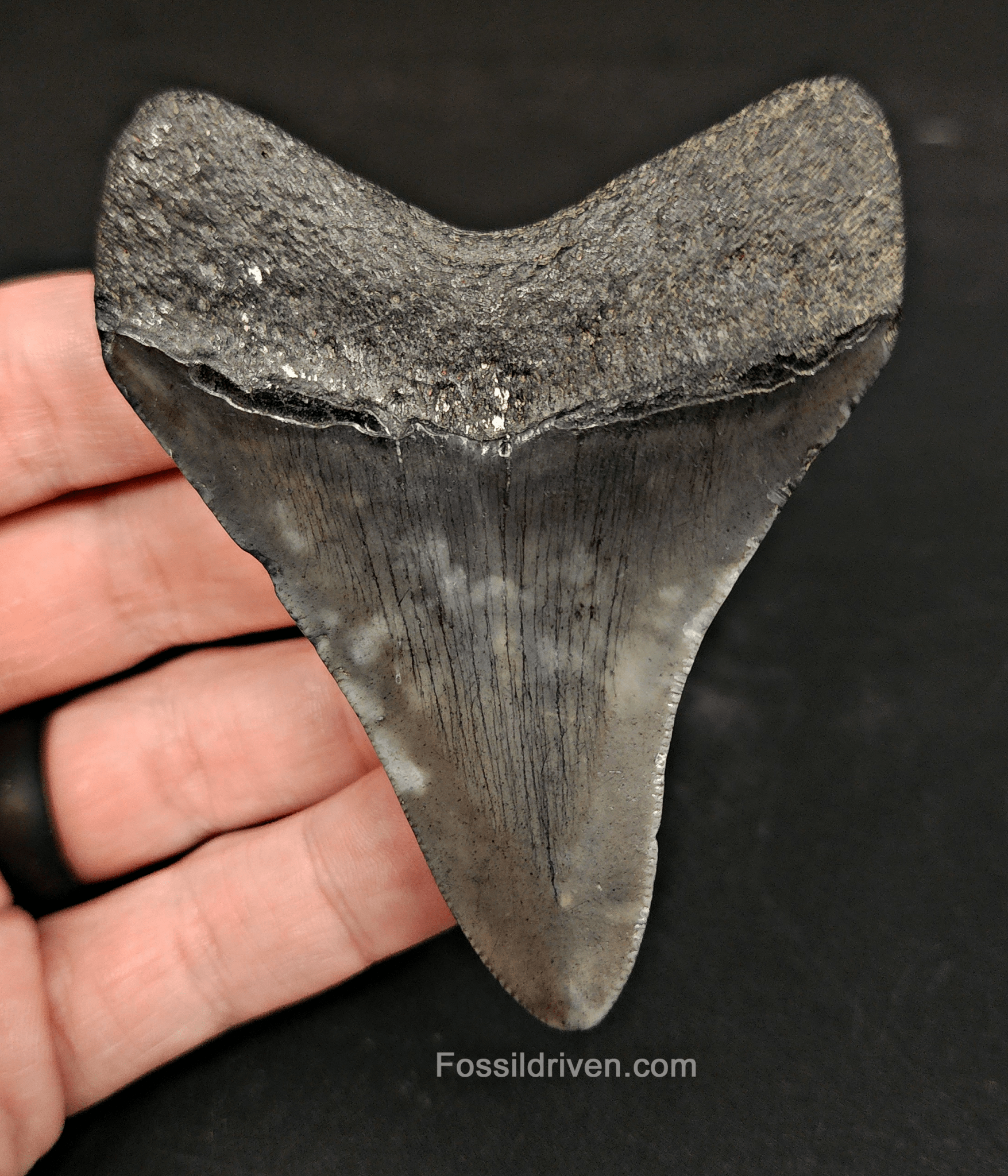 Authentic, 3.22" Fossil Megalodon Tooth - South Carolina - Fossil Driven